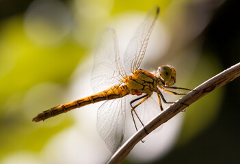 Insect dragonfly macro close-up. Spring, summer nature, wildlife background.