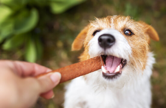 Hand giving snack treat to a healthy pet dog puppy. Cleaning plaque from teeth, dental care.