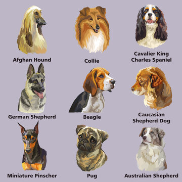 Different dogs breeds set vector isolated illustration
