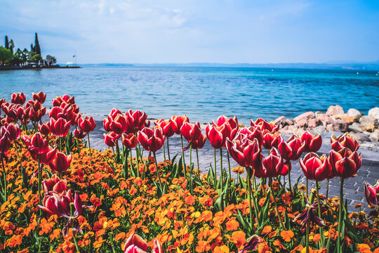 Tulips on the lakefront of Bardolino, Verona, Italy