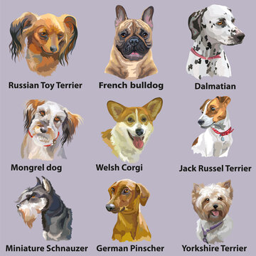 Different dogs breeds set vector isolated illustration
