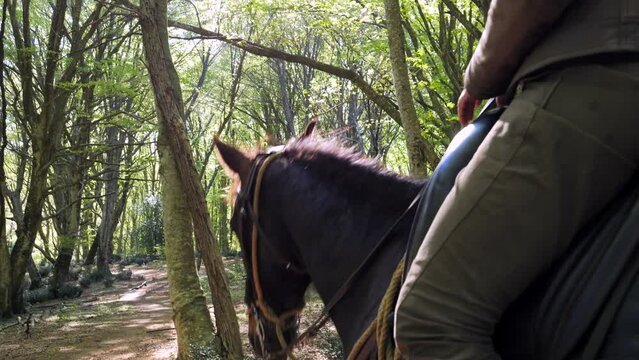 Passeggiata a cavallo nel bosco.
Escursione a cavallo tra i sentieri della foresta.