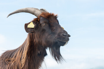 Portrait of a Pyrenean goat breed in Basque country France