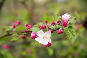 Apple blossom in spring in the garden