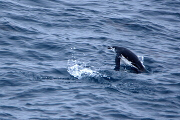 Obraz premium Chinstrap penguin (Pygoscelis antarcticus) swimming in the Southern Ocean in Antarctica