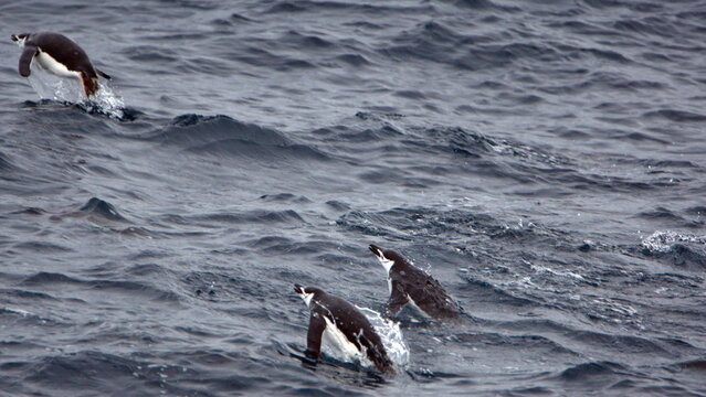 Chinstrap penguins (Pygoscelis antarcticus) swimming in the Southern Ocean in Antarctica