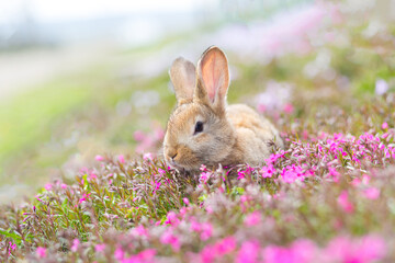 Fototapeta premium Red-haired pet rabbit sitting on green grass with pink flowers, close-up photo of a pet