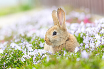 Cute domestic red rabbit on green grass sitting among white flowers close up photo