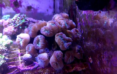 Candy cane LPS coral - Caulastrea furcata