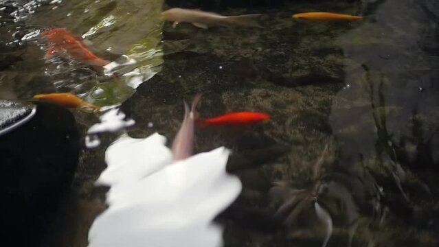 some goldfish on the pond