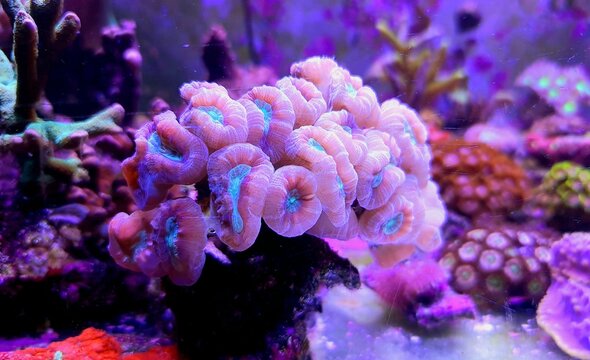 Candy cane LPS coral - Caulastrea sp.