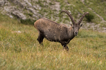 Young Capricorn enjoy the view in the Bavarian Alps, Karwendel Mountainrange