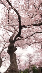 Fototapeta na wymiar sakura tree or Japanese cherry blossom blooming in white and pink