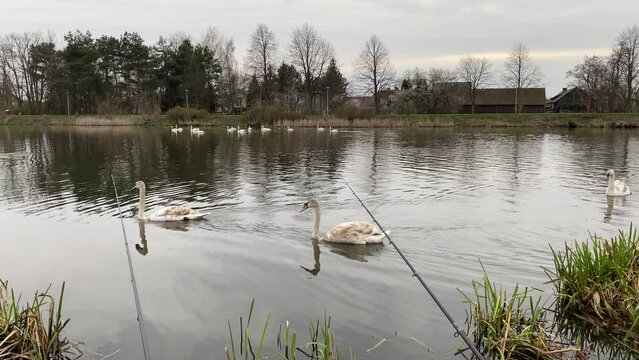 łabędzie na kanale. Wędkarstwo kanał żerański. swans on the river. Fishing.