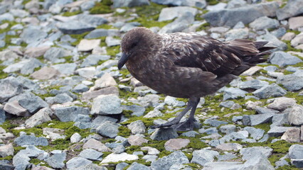 Brown skua (Stercorarius antarcticus) on Half Moon Island in Antarctica