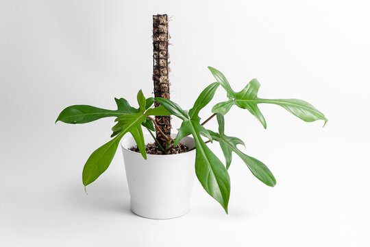 Philodendron Florida Ghost in white ceramic pot with isolated white background