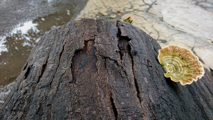 Yellow Polyporales fungus growing on cracked tree bark