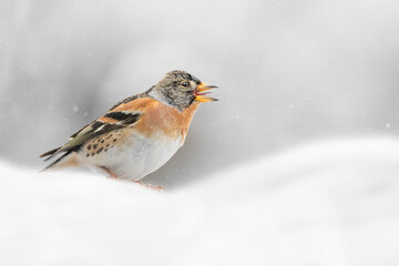 Fine art portrait of Brambling male under snowfall (Fringilla montifringilla)