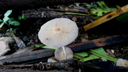 Striped mushroom skin texture on blurred background on oyster mushrooms