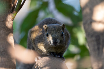 squirrel on tree