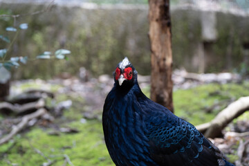 rooster in the field