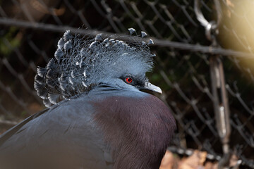 close up of a bird