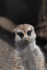 meerkat on guard