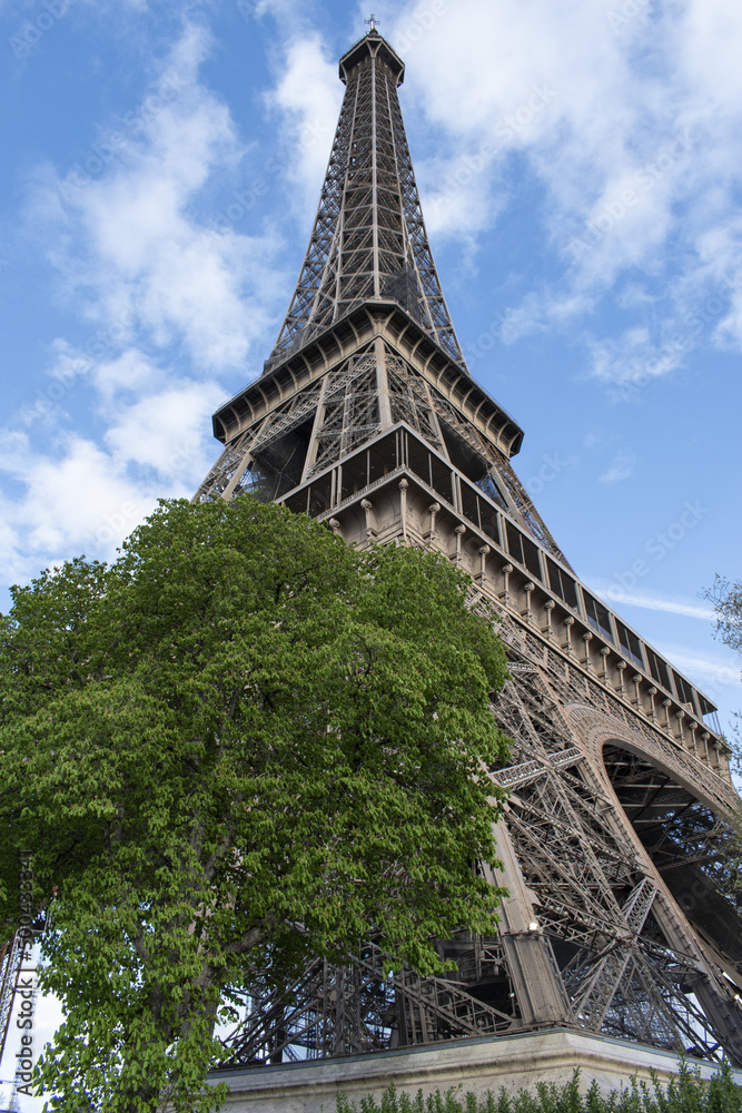 Wall mural paris, france: a tree with view from below of the eiffel tower, metal tower completed in 1889 for th