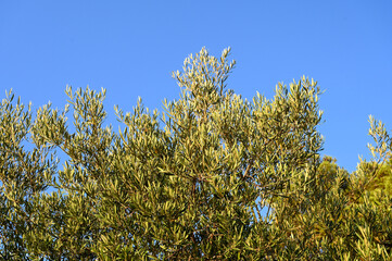 Olive tree leaves swaying in the wind. Fresh green olive leaves and branches at sunset.  
