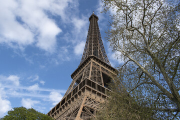 Paris, France: a tree with view from below of The Eiffel Tower, metal tower completed in 1889 for the Universal Exposition and became the most famous monument in Paris
