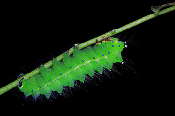 Obraz premium Lepidoptera larvae in the wild, North China