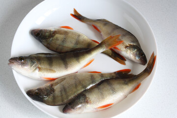 River fresh fish. Perch on a white plate.