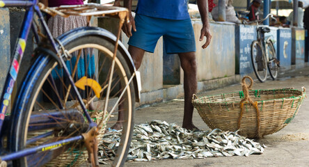 Freshly caught fish at Negombo Fish Market, Sri Lanka