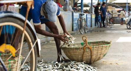 Fototapeta na wymiar Freshly caught fish at Negombo Fish Market, Sri Lanka
