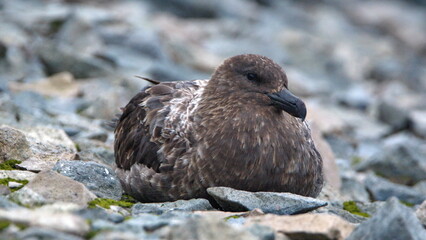 Fototapeta premium Brown skua (Stercorarius antarcticus) sitting in the rocks on Half Moon Island in Antarctica