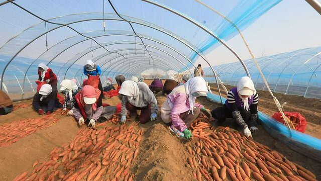 Farmers are putting sweet potato seed blocks in the greenhouse, North China