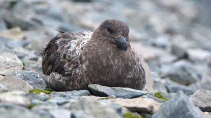 Brown skua (Stercorarius antarcticus) sitting in the rocks on Half Moon Island in Antarctica