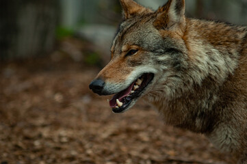 Fototapeta premium wolf in the zoo