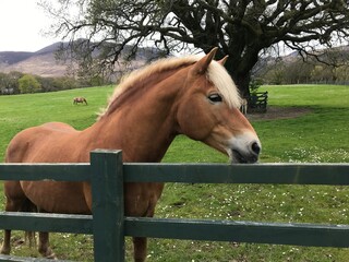 horse in a field