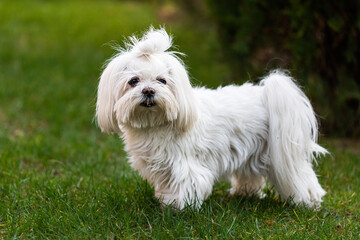 Portrait of dog Maltese looking at camera against green grass outdoors