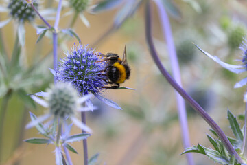 Biene auf Mannstreu Bokeh