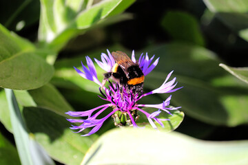 Biene auf Flockenblume