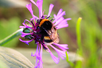 Biene auf Flockenblume mit Blütenstaub