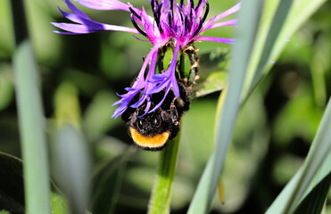 Hummel schaut frontal