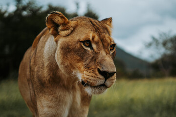 Fototapeta na wymiar Lioness
