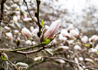 blooming white magnolia tree in spring
