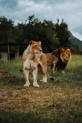 Naklejka premium Lion and Lioness