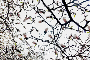 branches of white magnolia tree