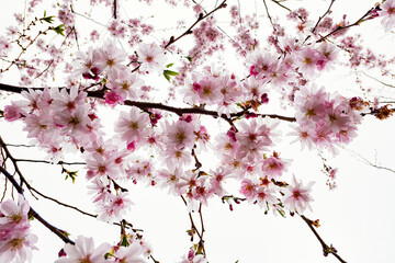 cherry blossom in the sky