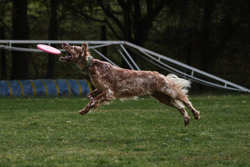 The dog jumps high and catches the disc with teeth in flight. Dog frisbee. A red-haired English...